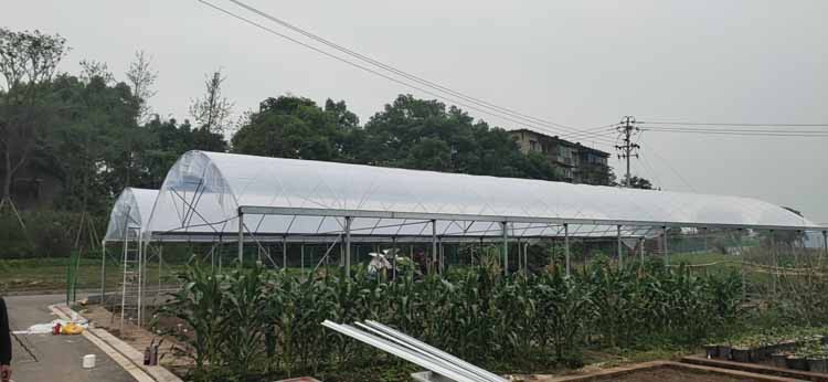 How should strawberries be cultivated in a greenhouse