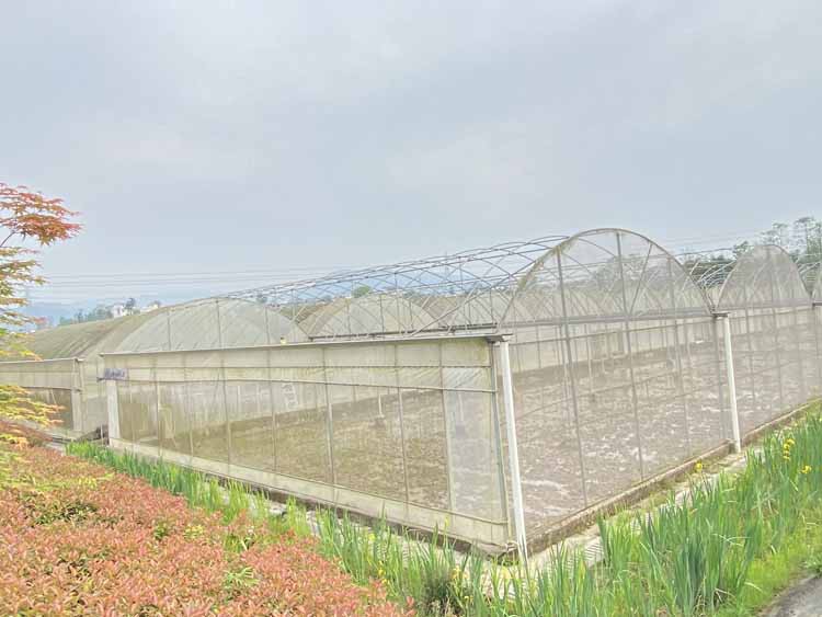 Vegetable Greenhouse Vegetable Greenhouse