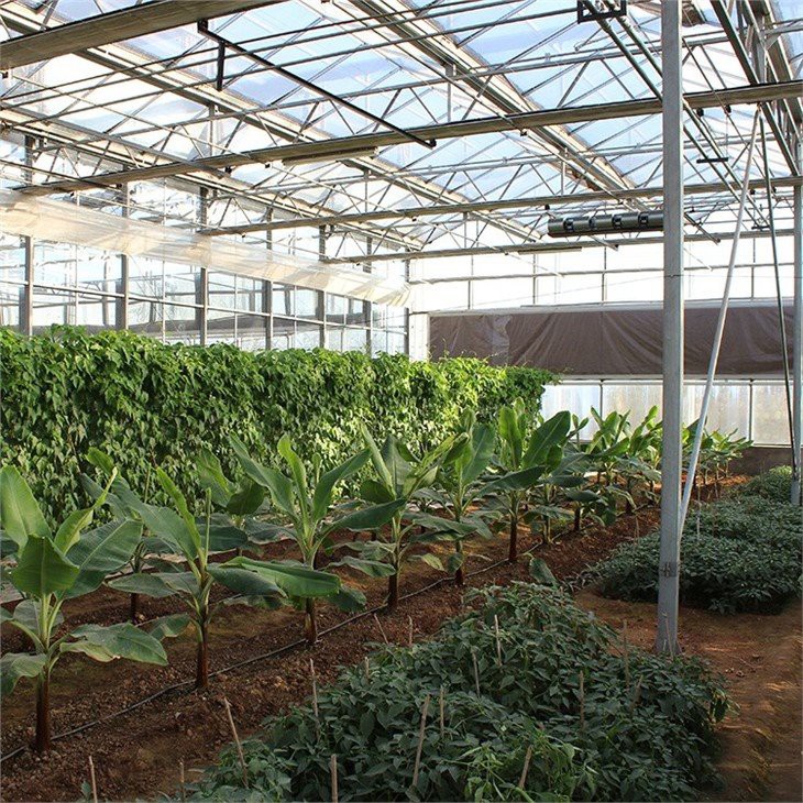 Transparent Multi Span Greenhouse manufacture